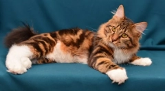 Mítoszok kuril bobtailről